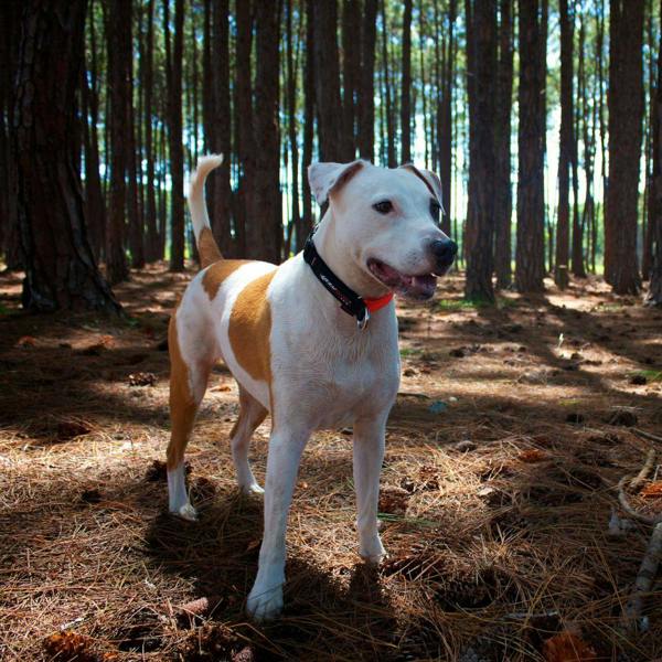 EzyDog Checkmate Collar in Red