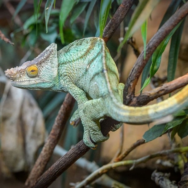 Virgin Experience Days Family Visit to Chester Zoo for Two Adults and Two Children