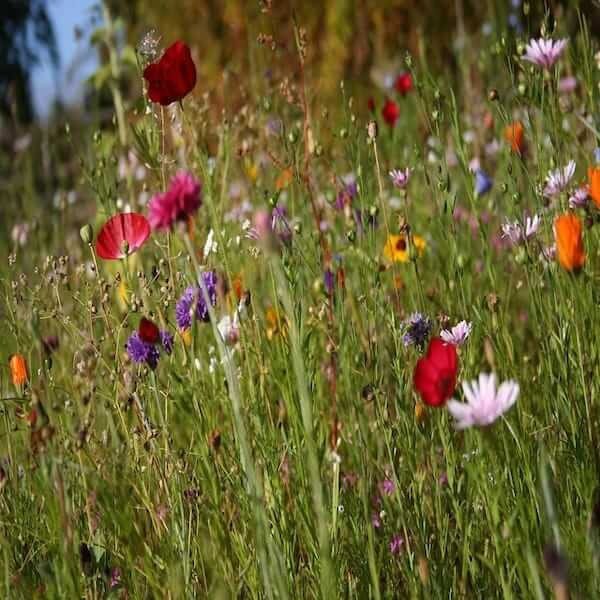 Packet of Part Shade Flower Seeds. shade tolerant wildflower seed mix