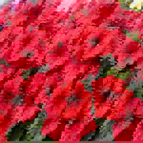 Petunia Surfinia Deep Red 9cm In Recyclable Pots x 3 Plants