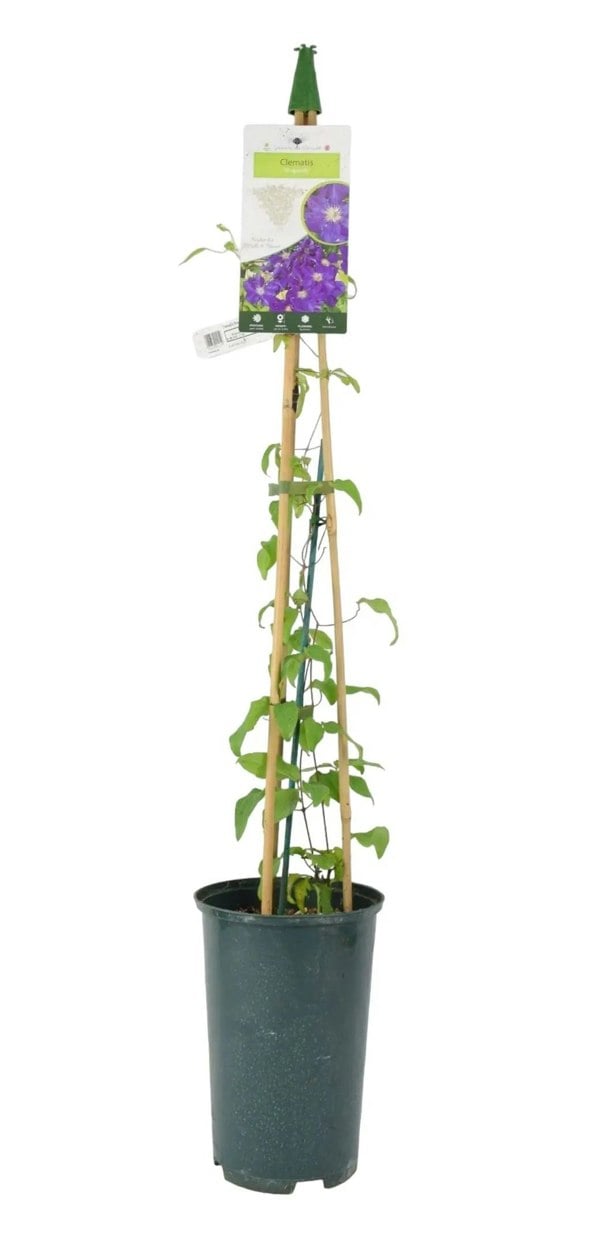 Clematis Rhapsody 3L Pot Plants By Post