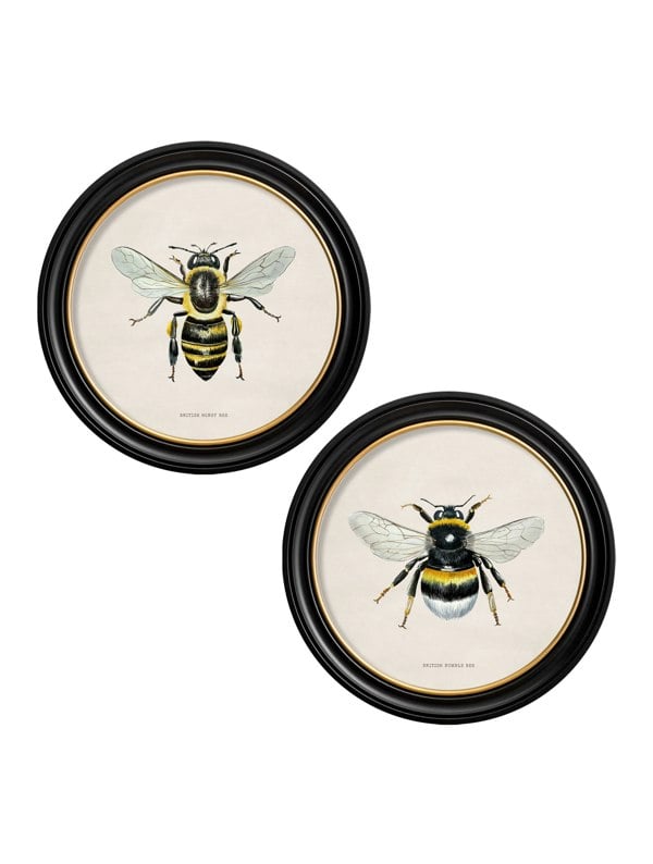 Exceptional Art c1892 British Bees Round Frame