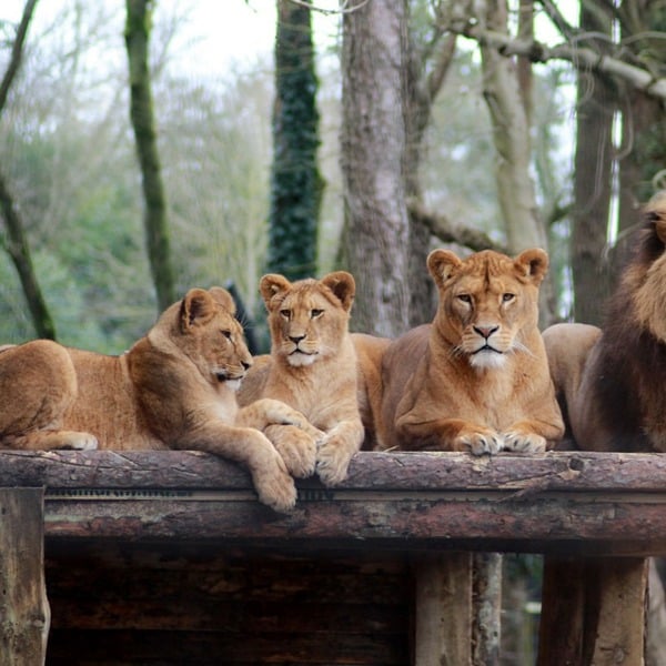 Virgin Experience Days Visit to Port Lympne Reserve with Truck Safari for Two and Shared Animal Adoption