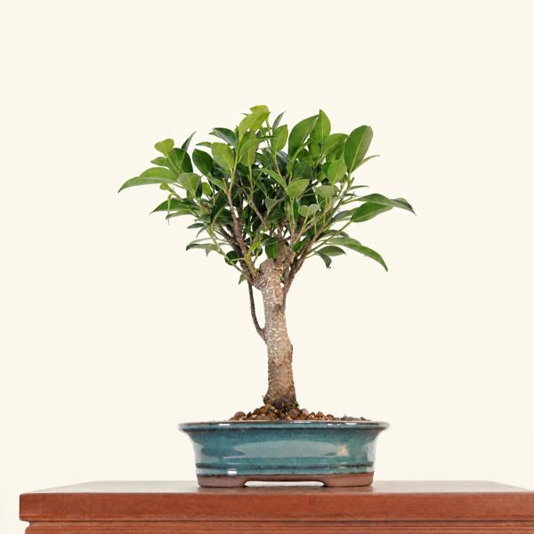 Yorkshire Bonsai Ficus Microcarpa (Banyan Fig) Indoor Bonsai Tree | Broom | In 16cm Pot | Excellent Gift - BF16B (Representative Image) - BF16B (Representative Image)