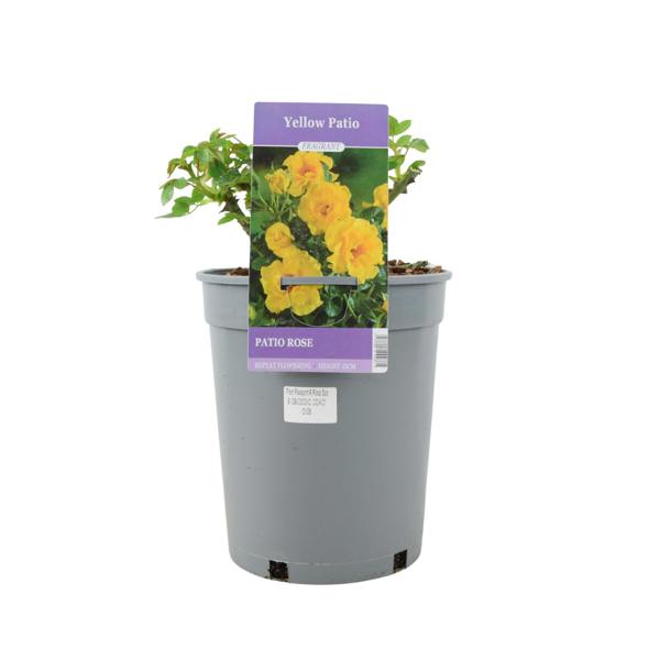 Yellow Patio Rose bush with fragrant flowers in a standard grower pot.