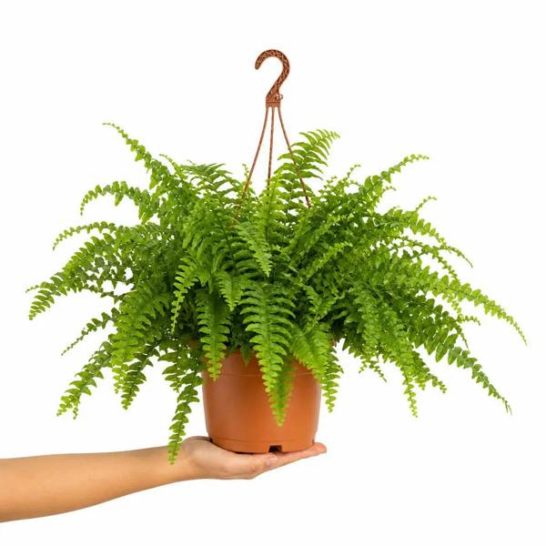 Nephrolepis Hanging Basket Boston Fern 19cm Pot – Easy Care Pet Friendly Indoor Houseplant