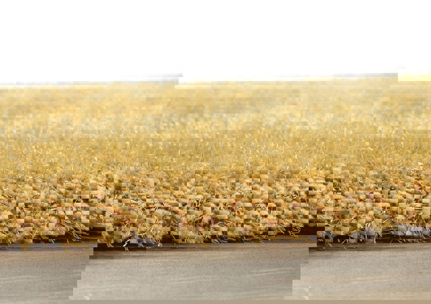 Origins Chicago Ochre