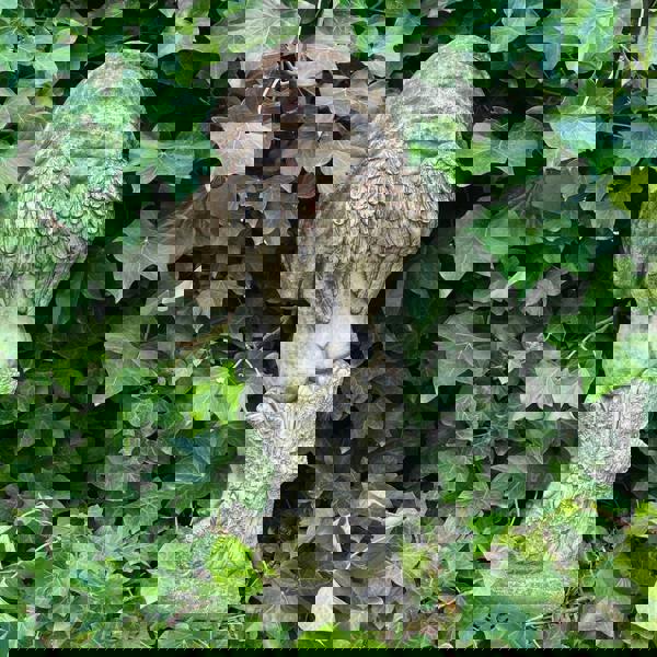 Special Limited Coloured Edition Large Cherub Statue 'Winter'