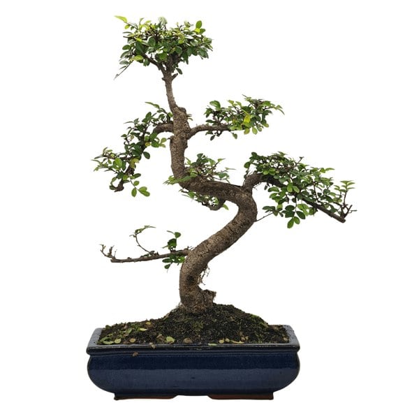 Chinese Elm (Ulmus Parvifolia) Bonsai Tree | Shaped | In 30cm Pot