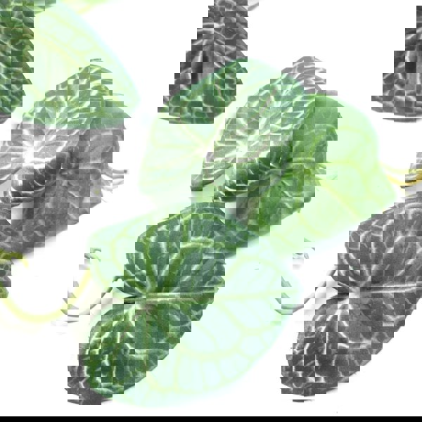 Leaf 100cm Artificial Hanging Trailing Rounded Ivy Plant