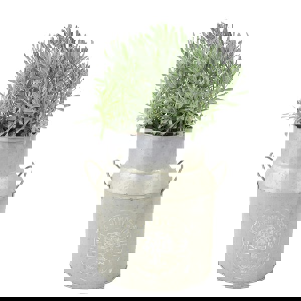 Lavender Augustifolia in Milk Churn Planter