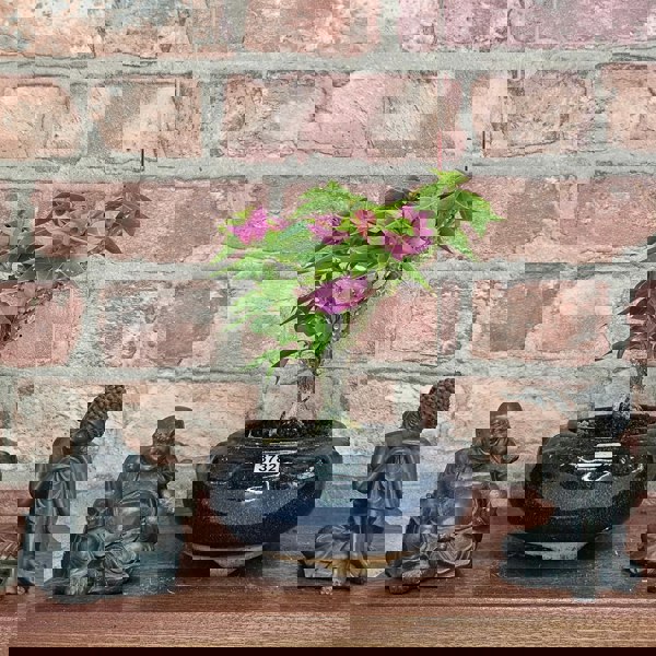 Yorkshire Bonsai Bougainvillea Bonsai Tree - In 15cm Pot