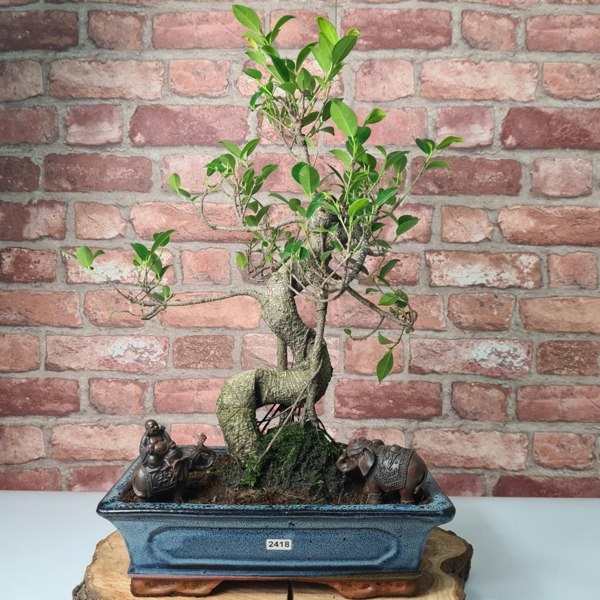 Yorkshire Bonsai Ficus Microcarpa (Banyan Fig) Indoor Bonsai Tree | Shaped | In 30cm Pot