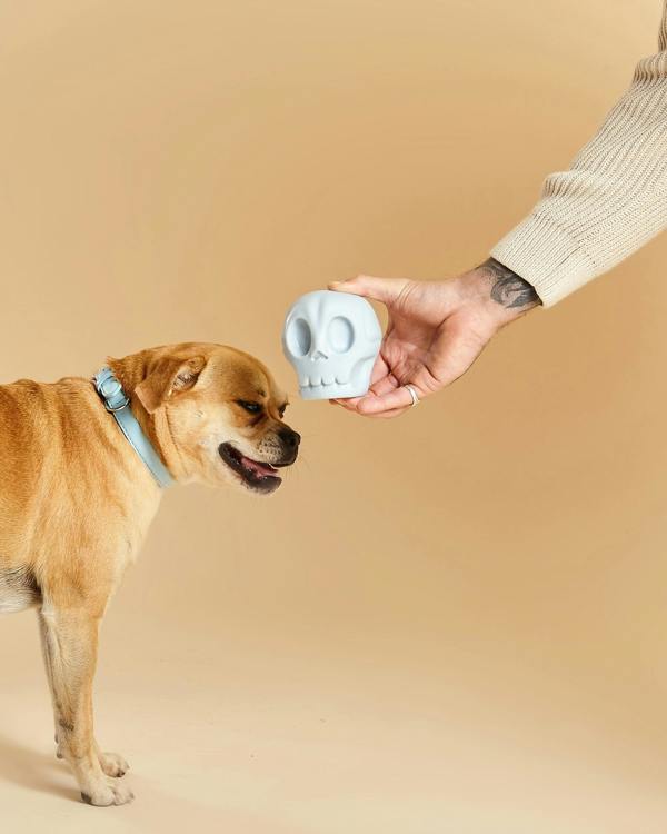Barc London Skully Squeaky Dog Toy