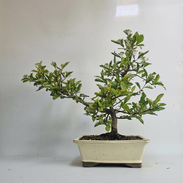 Yorkshire Bonsai Photinia Villosa (Christmas Berry) Bonsai Tree | Shaped | In 25cm Pot