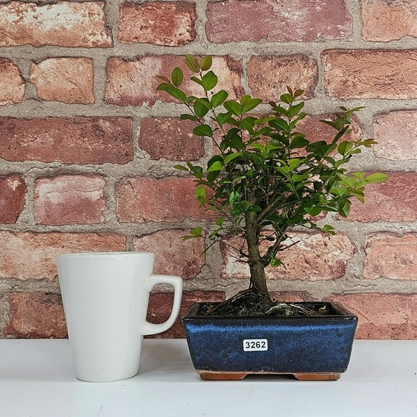 Yorkshire Bonsai Bird Plum (Sageretia) Bonsai Tree | Broom | In 15cm Pot