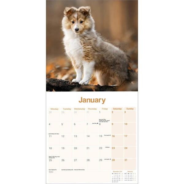 Shetland Sheepdog Calendar 2027, Wall Calendars, Month To View, Dogs, Gift