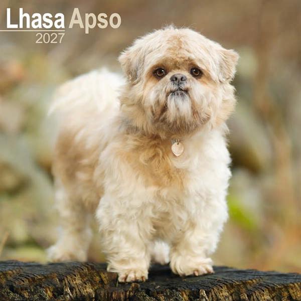 Lhasa Apso Calendar 2027, Wall Calendars, Month To View, Dogs, Gift