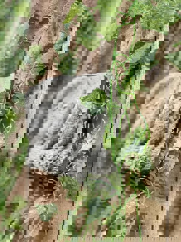 Wise Three Owl Stone Cast Wall Plaque