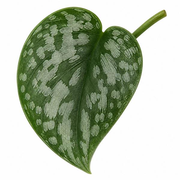 Scindapsus Pictus Trebie Pothos 12cm Pot Plants By Post