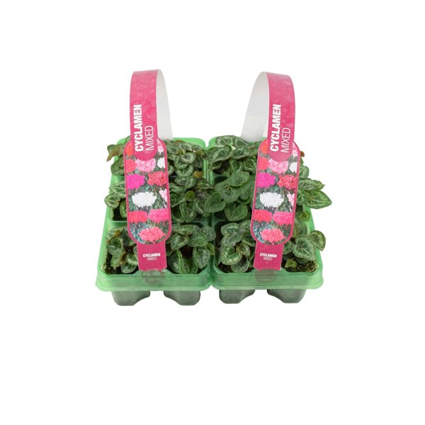 Cyclamen Mixed 6 Pack x 2 (12 Plants) plants by post