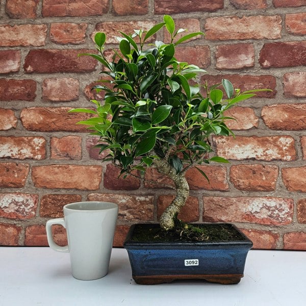 Yorkshire Bonsai Ficus Microcarpa (Banyan Fig) Indoor Bonsai Tree | Shaped | In 20cm Pot
