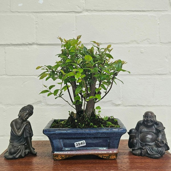 Yorkshire Bonsai Bird Plum (Sageretia) Bonsai Tree | Broom | In 15cm Pot