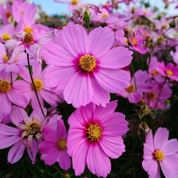 Cosmos bipinnatus Sensation Radiance Cosmos Seeds cosmos flower Cosmic Blooms Cosmos Bipinnatus