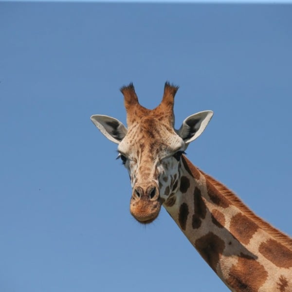 Virgin Experience Days Visit to Port Lympne Reserve with Truck Safari for Two and Shared Animal Adoption