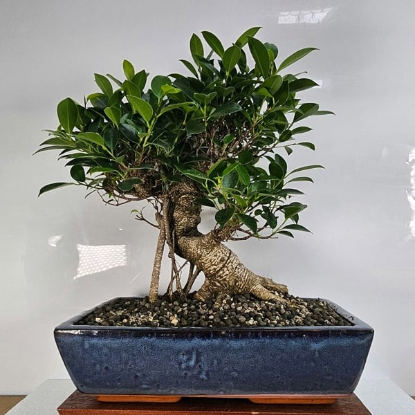 Yorkshire Bonsai Ficus Microcarpa (Banyan Fig) Large Indoor Bonsai Tree | Shaped | In 35cm Pot