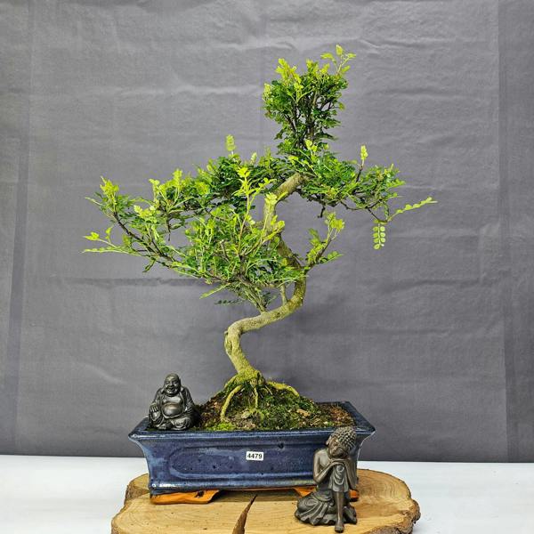 Yorkshire Bonsai Chinese Pepper (Zanthoxylum Pipertum) Bonsai Tree | Shaped | In 30cm Pot