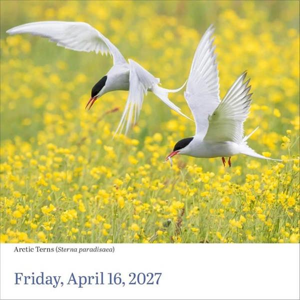 Audubon, Birds Desk Calendar 2027, Desk Calendars, Day To View, Animals, Gift