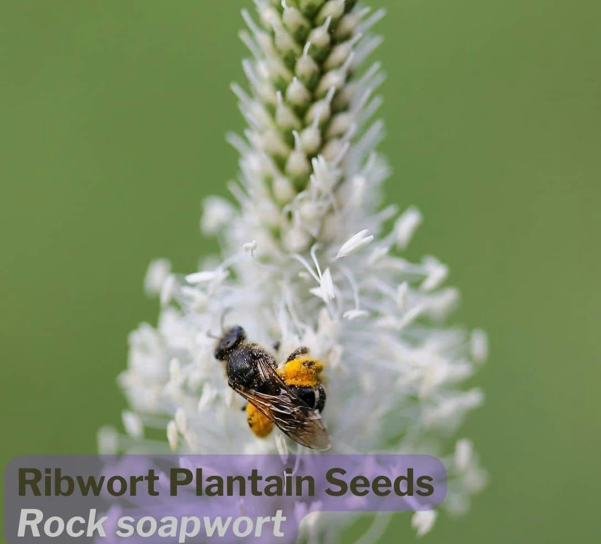 DamavandPro Ribwort Plantain Seeds: Wild plantain seeds