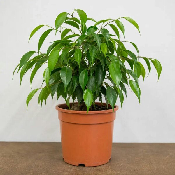 Ficus Danielle Weeping Fig 21cm Pot – Large Indoor Houseplant