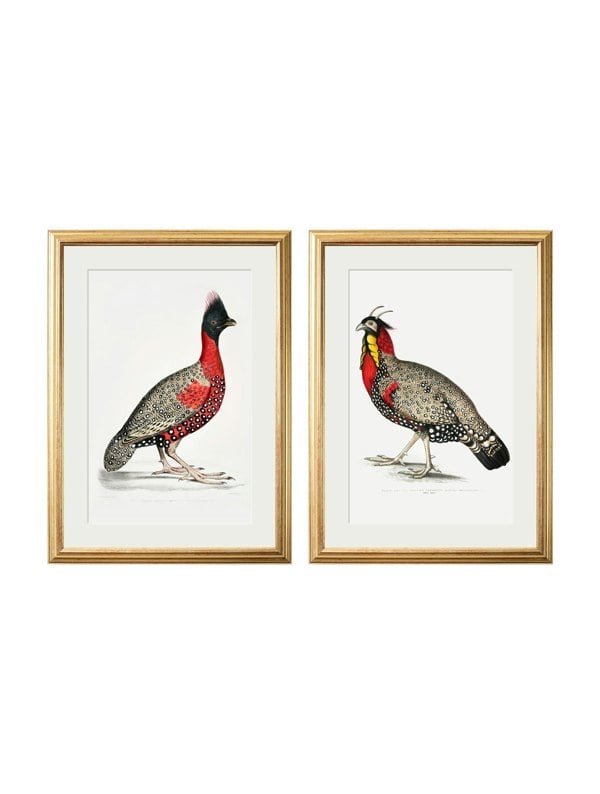 Exceptional Art c.1800's Black Headed Pheasants