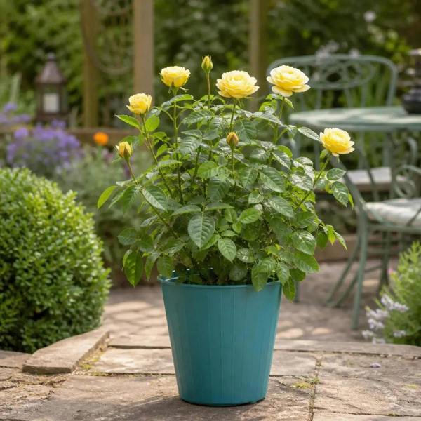 5L Rose Anniversary Wishes Yellow Rose Bush - Beautiful Flowering Garden Plant