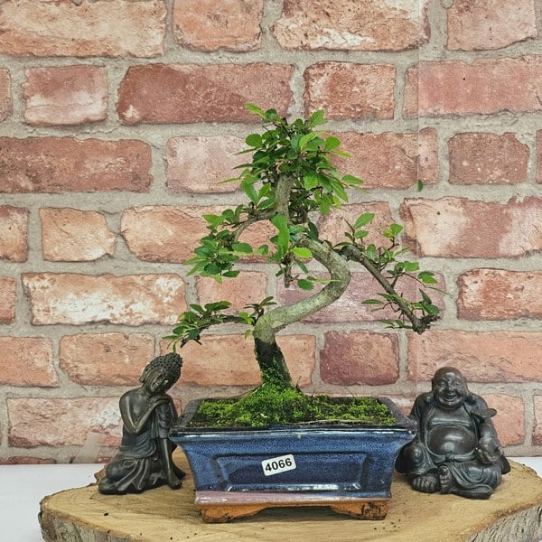 Yorkshire Bonsai Chinese Elm (Ulmus Parvifolia) Bonsai Tree | Shaped | In 15cm Pot