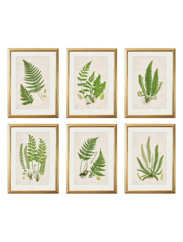 Exceptional Art Collection of 6 Ferns