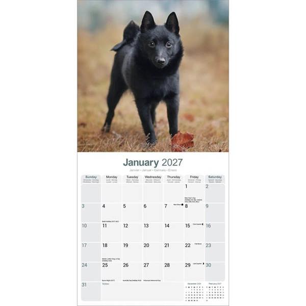 Schipperke Calendar 2027, Wall Calendars, Month To View, Dogs, Gift
