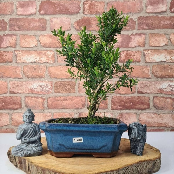 Boxwood (Buxus Harlandii) Bonsai Tree | Shaped | In 20cm Pot - Yorkshire Bonsai