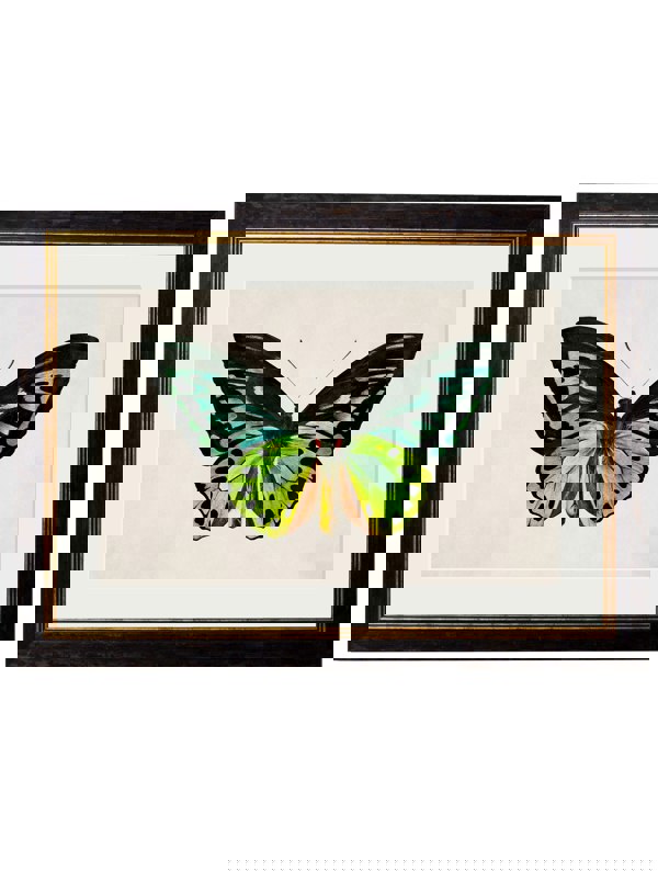 Exceptional Art c.1836 Tropical Butterflies