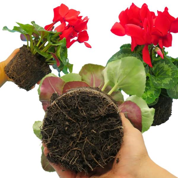 Cyclamen Flame Scarlet 1Ltr Pot Pack of 3 & 6 Flowering Plants Plants By Post