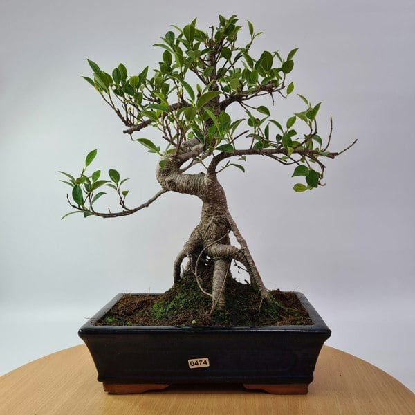 Ficus Microcarpa (Banyan Fig) Indoor Bonsai Tree | Shaped | In 25cm Pot