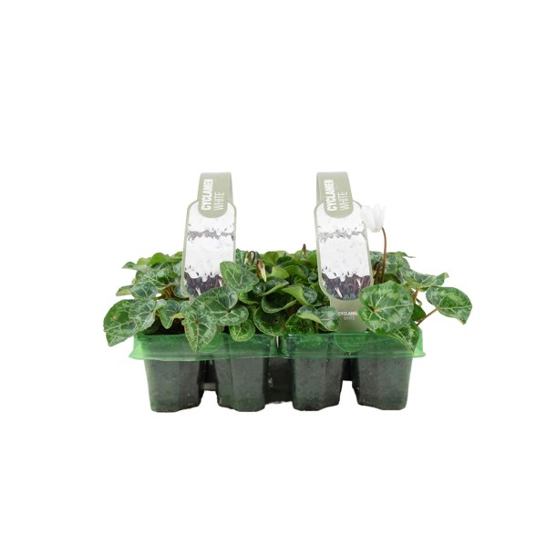 Cyclamen White 6 Pack x 2 (12 Plants) plants by post