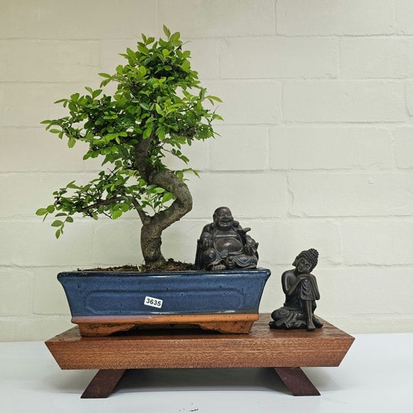 Yorkshire Bonsai Chinese Elm (Ulmus Parvifolia) Bonsai Tree | Shaped | In 25cm Pot