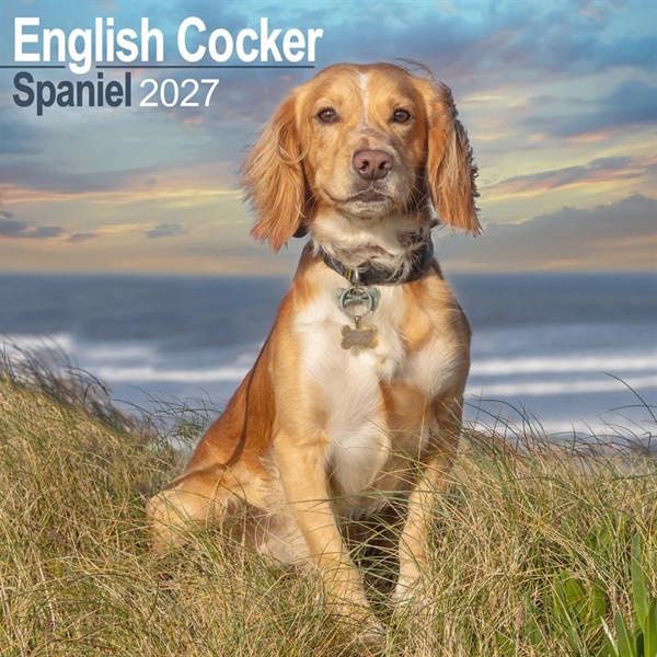 English Cocker Spaniel Calendar 2027, Wall Calendars, Month To View, Dogs, Gift