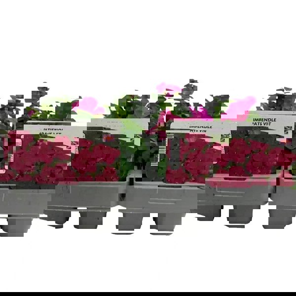 Impatiens Violet 6 Pack x 2 (12 Plants) plants by post