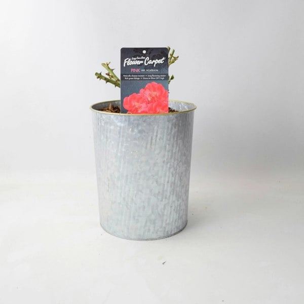 Rose Flower Carpet Pink 4L