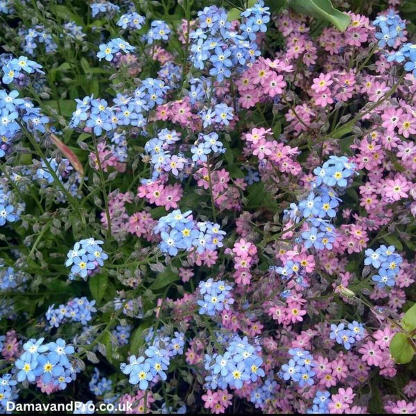 Mixed Forget Me Not Seeds Myosotis alpestris mixed