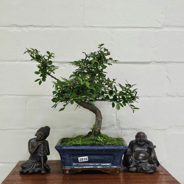 Yorkshire Bonsai Chinese Elm (Ulmus Parvifolia) Bonsai Tree | Shaped | In 15cm Pot